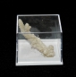 Preview: Fossile Koralle